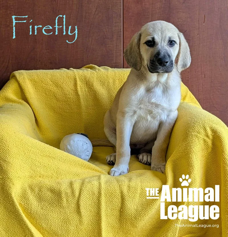 Firefly
