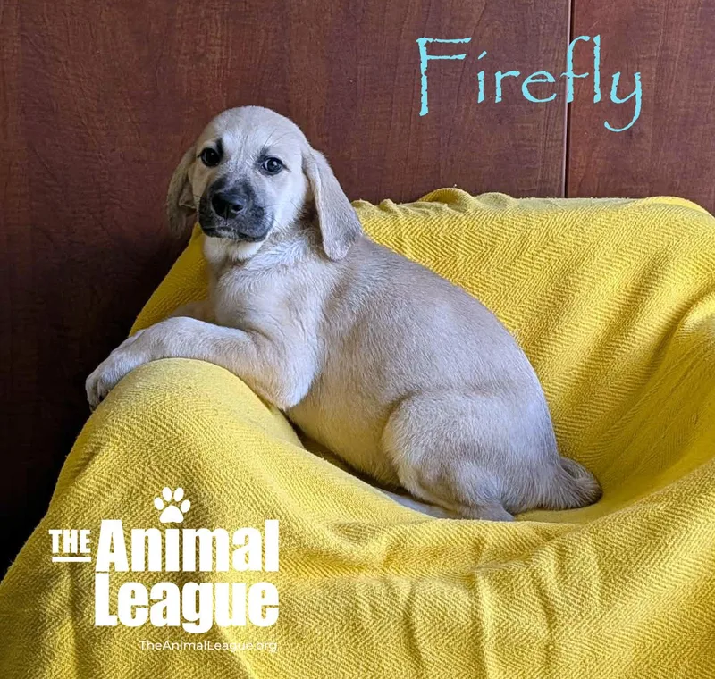 Firefly thumbnail 2