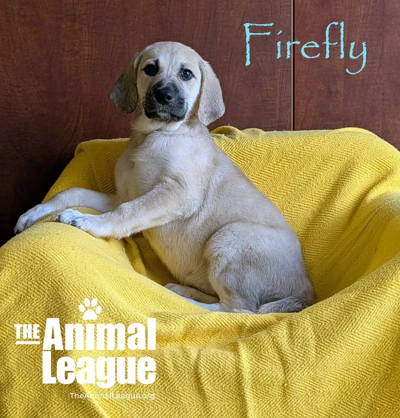 Firefly thumbnail 3