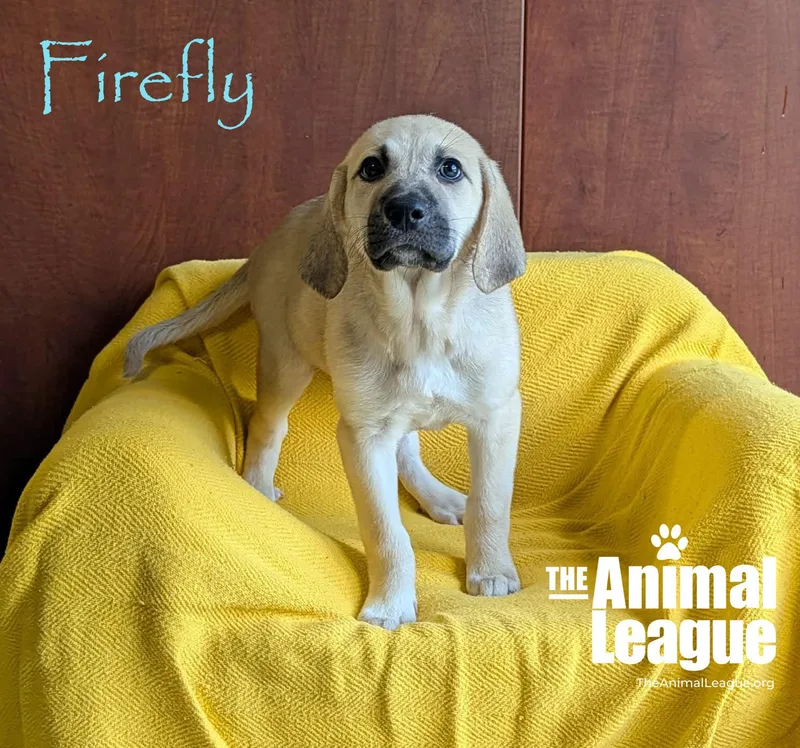 Firefly thumbnail 4