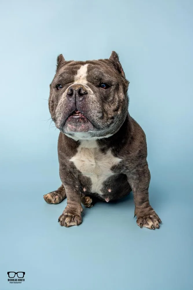An adult medium-sized female Gray / Blue / Silver English Bulldog dog named Miss Priss for adoption in Palatine, IL