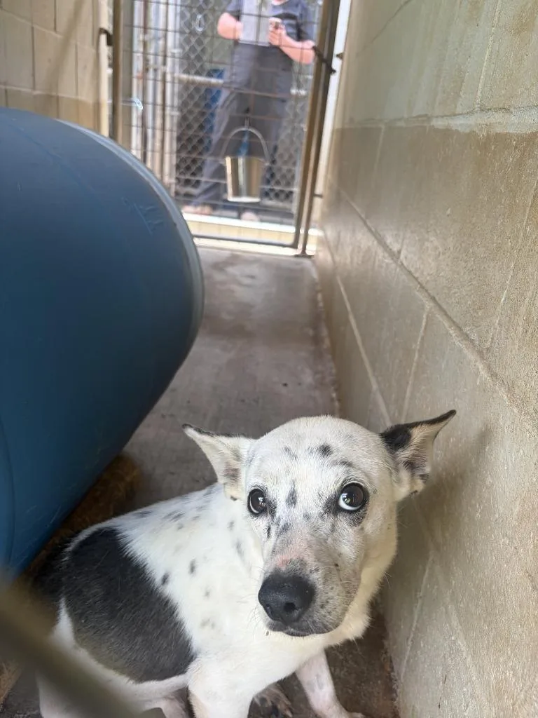 An adult small-sized male Chihuahua dog named Bandit for adoption in Lawrenceburg, TN