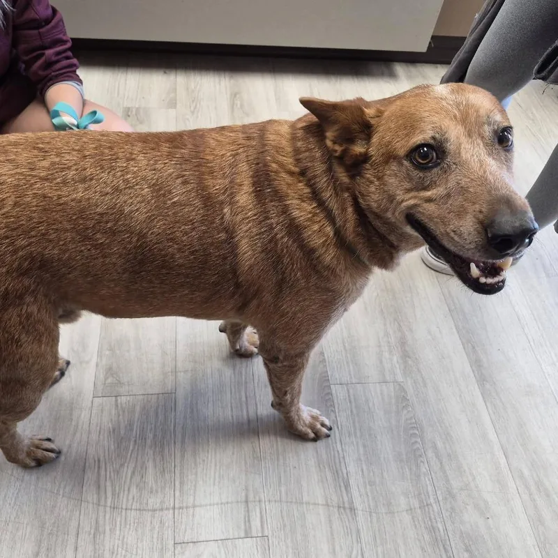 A senior large-sized male Cattle Dog dog named Maverick for adoption in Cleveland, MS