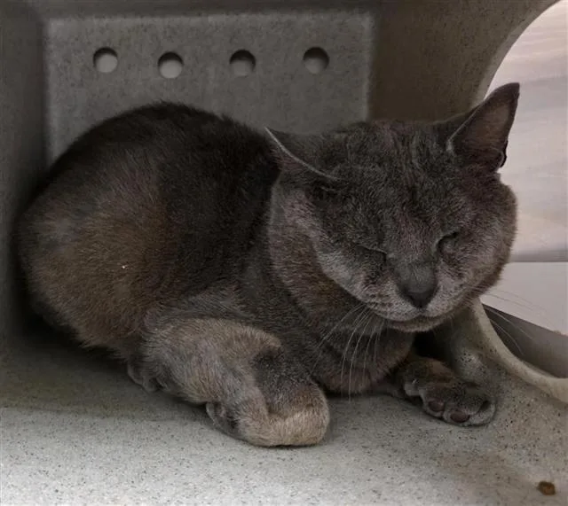 A young medium-sized male Domestic Short Hair cat named Archibald for adoption in San Antonio, TX