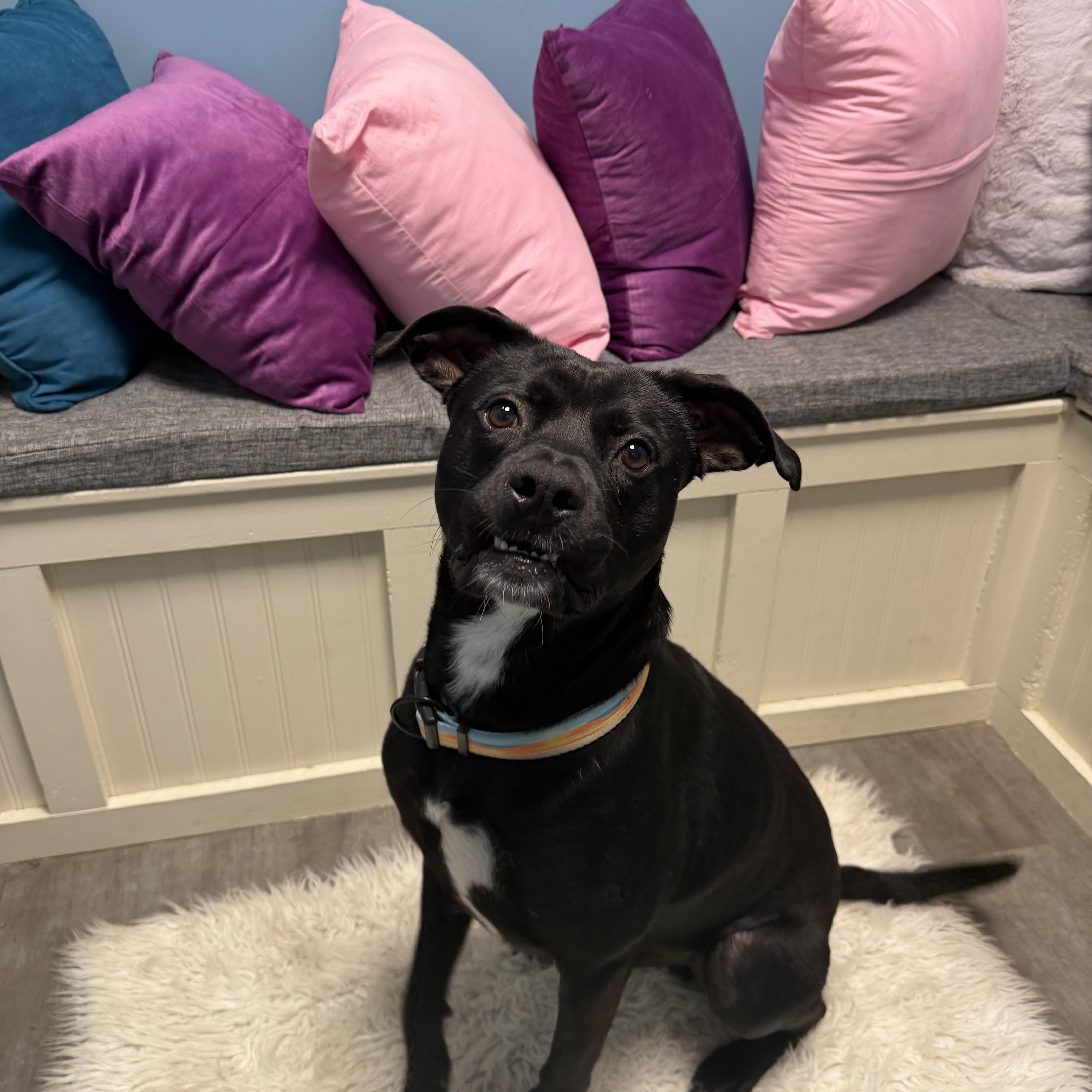 An adult medium-sized male Black American Staffordshire Terrier dog named Reggie for adoption in Cumberland, RI