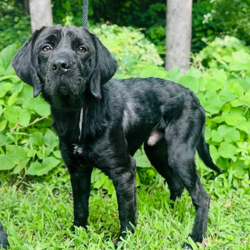 A young medium-sized male Black Retriever dog named Decker for adoption in Cedarburg, WI