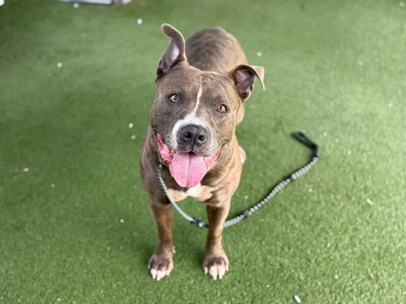 An adult large-sized male Brindle Pit Bull Terrier dog named Rhys for adoption in Whittier, CA