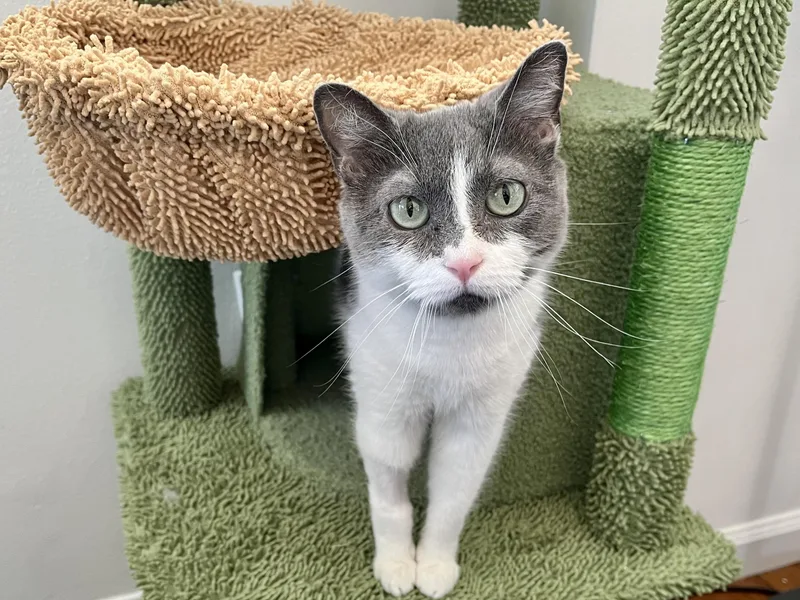 A young small-sized female Gray & White Domestic Short Hair cat named Chiquita Bonita for adoption in New York, NY