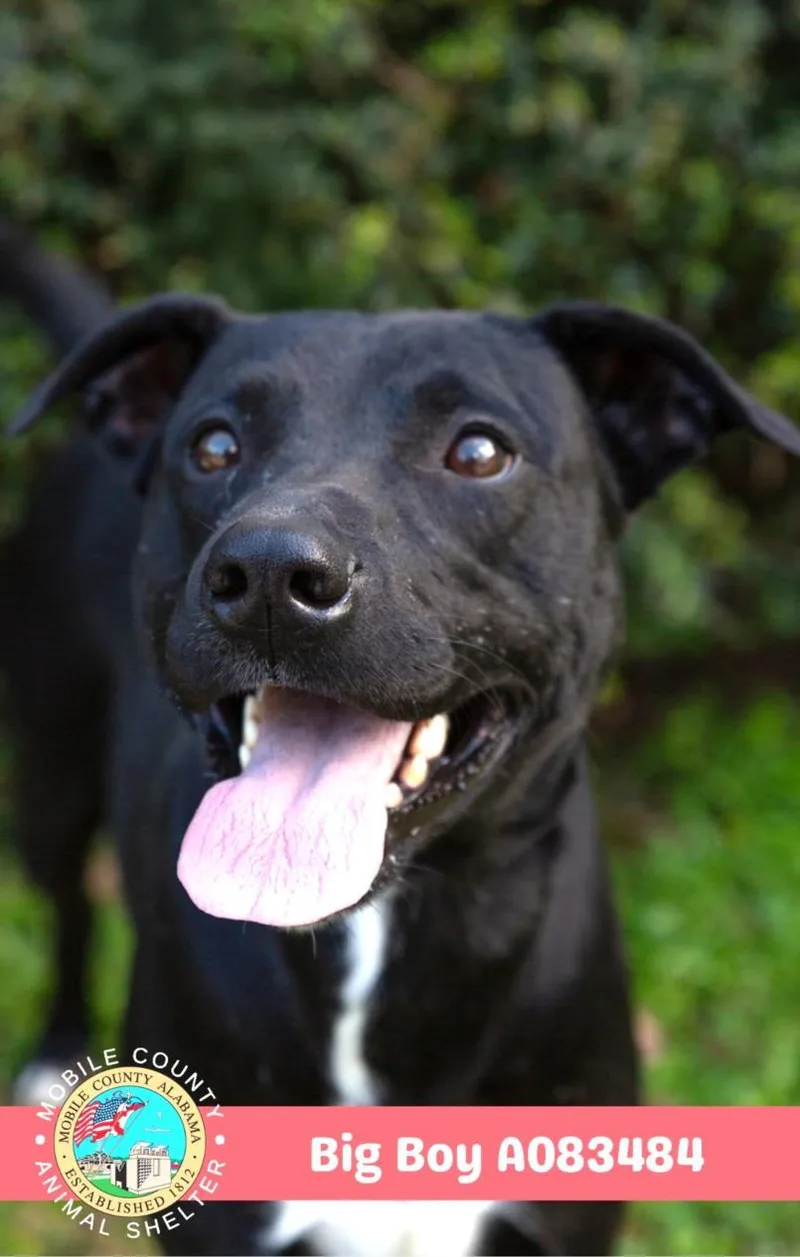 An adult medium-sized male Labrador Retriever dog named Big Boy for adoption in Mobile, AL