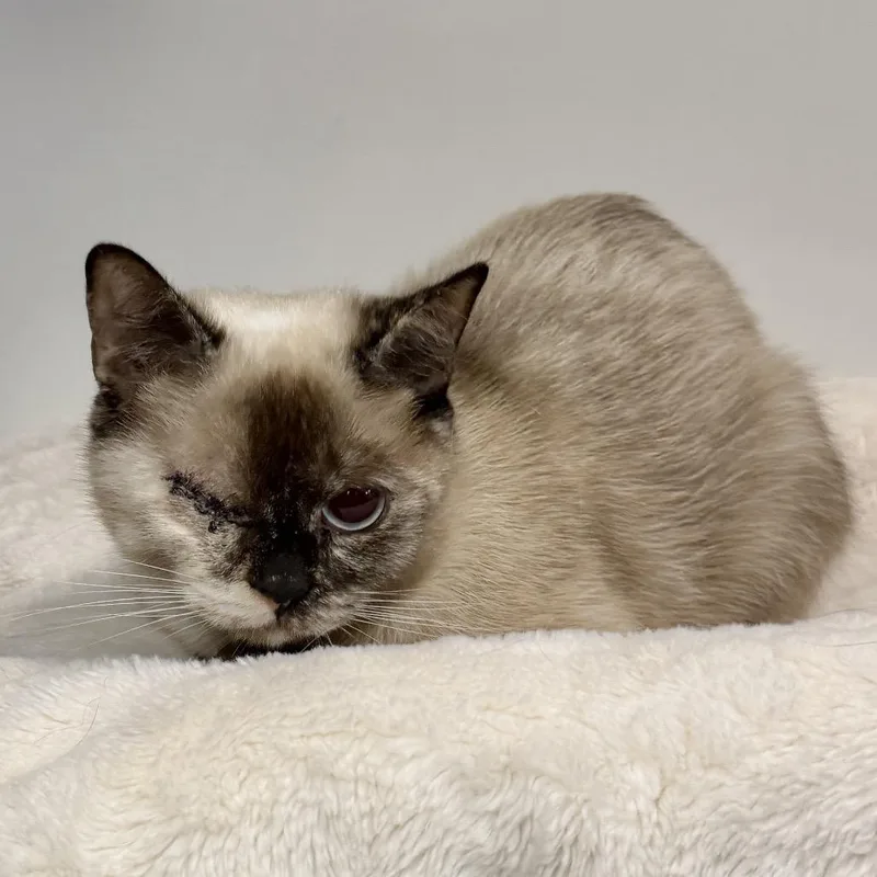 An adult medium-sized female Brown / Chocolate Siamese cat named Mali for adoption in East Hampton, NY