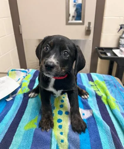A baby small-sized female Coonhound dog named Dr. Santos for adoption in Westland, MI