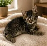 A baby medium-sized female Tabby (Gray / Blue / Silver) Domestic Long Hair cat named Kanyon for adoption in Portsmouth, OH
