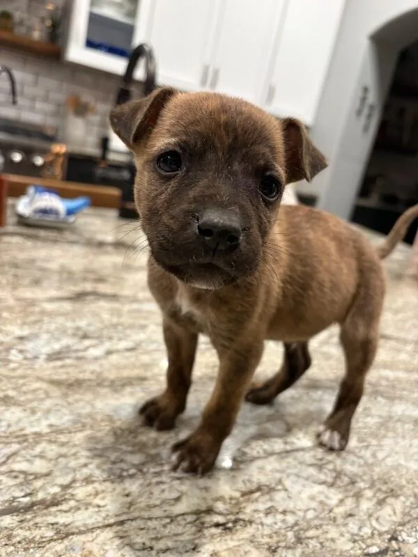 Williecountry Litter