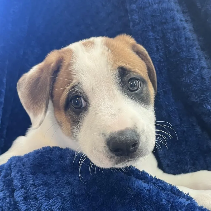 Oakley