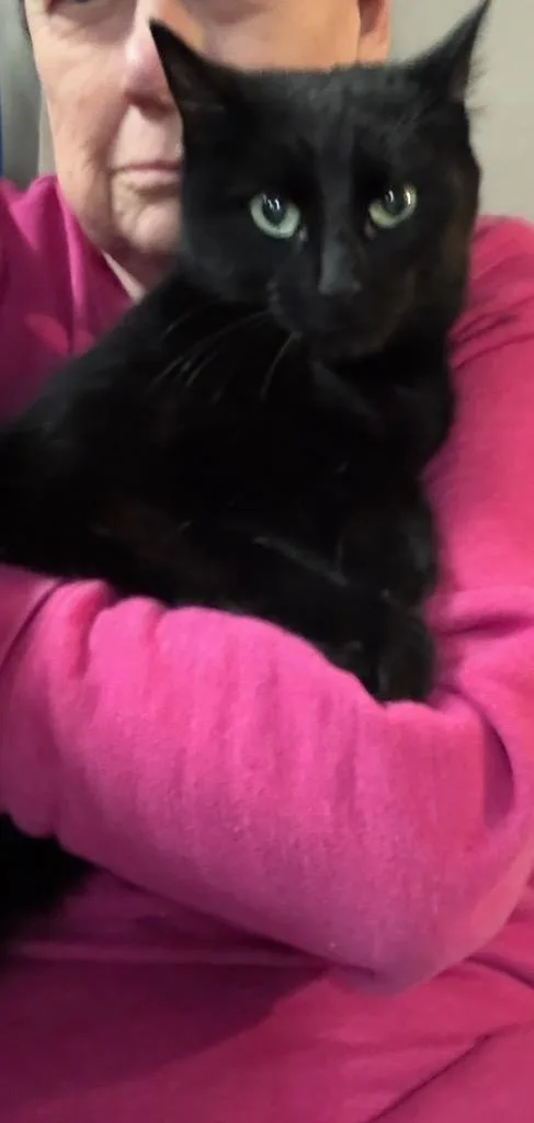 A young small-sized female Domestic Short Hair cat named Holly for adoption in Ballwin, MO
