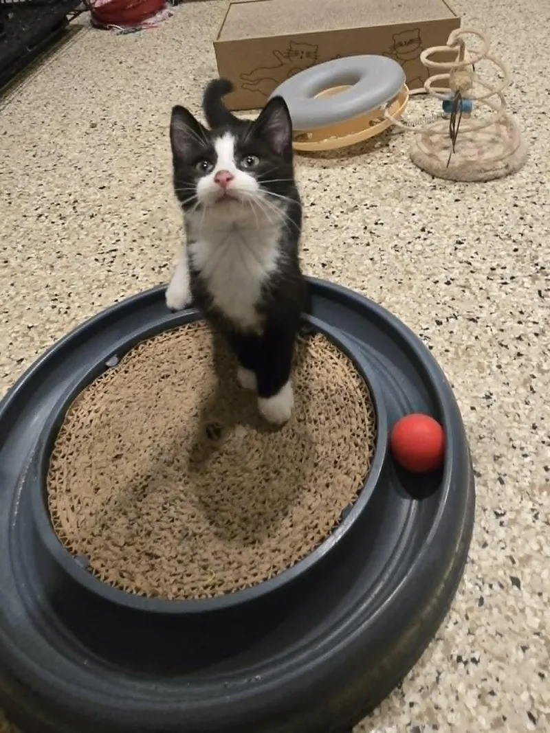 A baby medium-sized male Domestic Short Hair cat named M & M for adoption in Freeport, IL