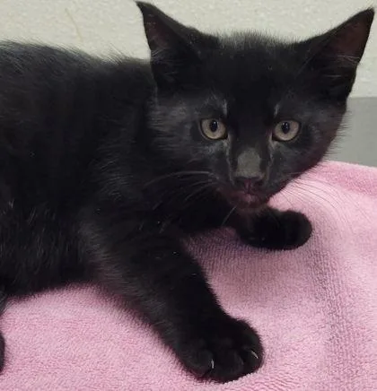 A baby small-sized male Domestic Short Hair cat named Raven for adoption in Eugene, OR