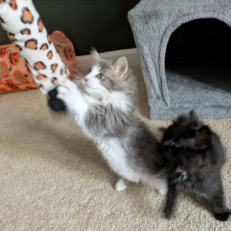 A baby small-sized female Gray / Blue / Silver Domestic Long Hair cat named Sasha for adoption in Fayetteville, GA