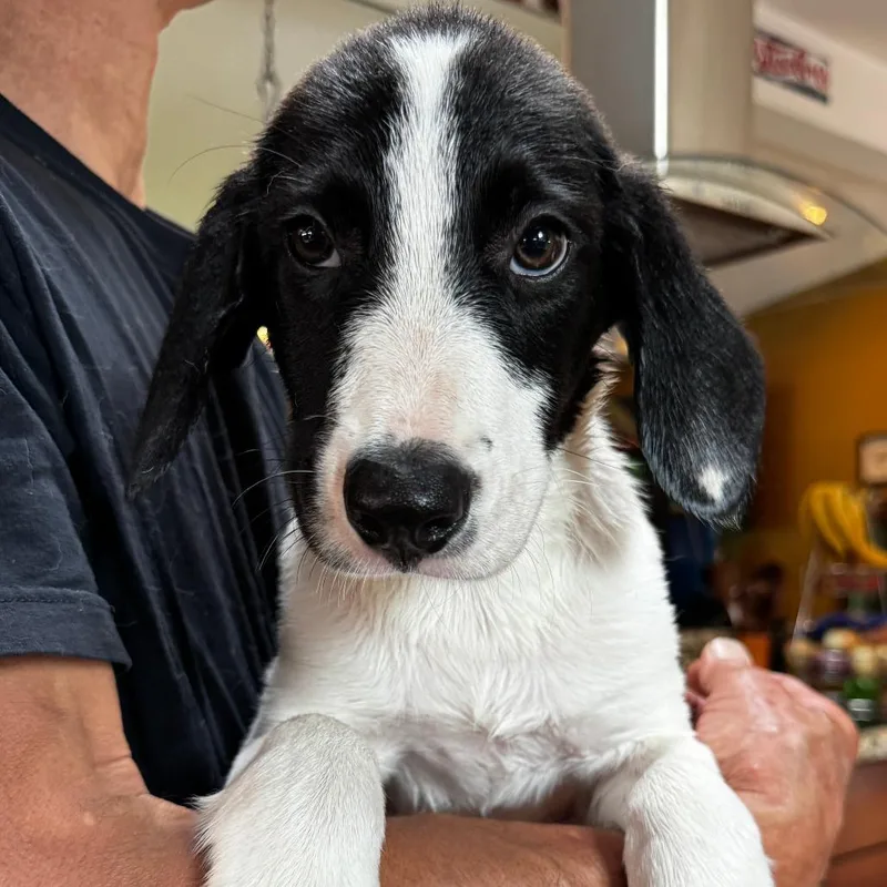 A baby large-sized female White / Cream Great Pyrenees dog named NY Violet Avail Aug for adoption in Stormville, NY