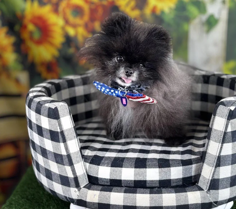 An adult small-sized male Pomeranian dog named Ty Noir for adoption in Garland, TX