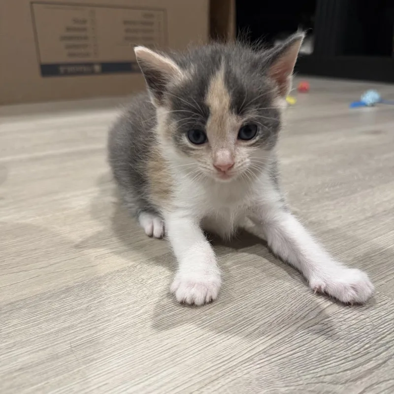 Macaroon thumbnail 2