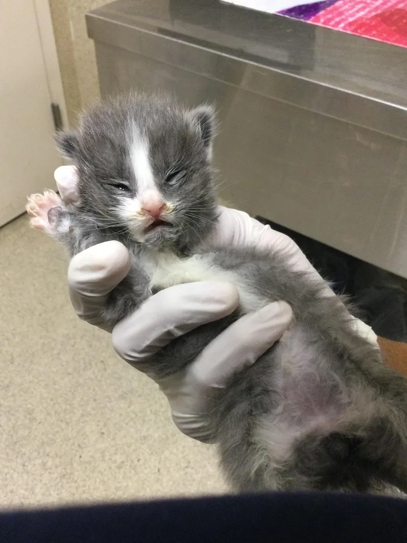 A baby small-sized male Domestic Short Hair cat named Peanuttle for adoption in Riverside, CA