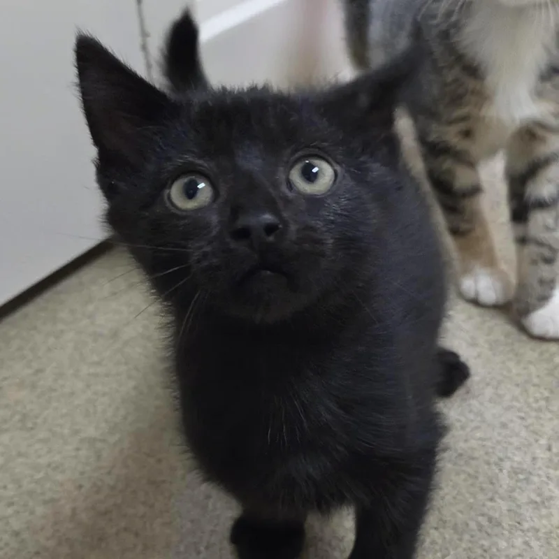 A baby small-sized male Domestic Short Hair cat named Camelopardalis for adoption in Plover, WI