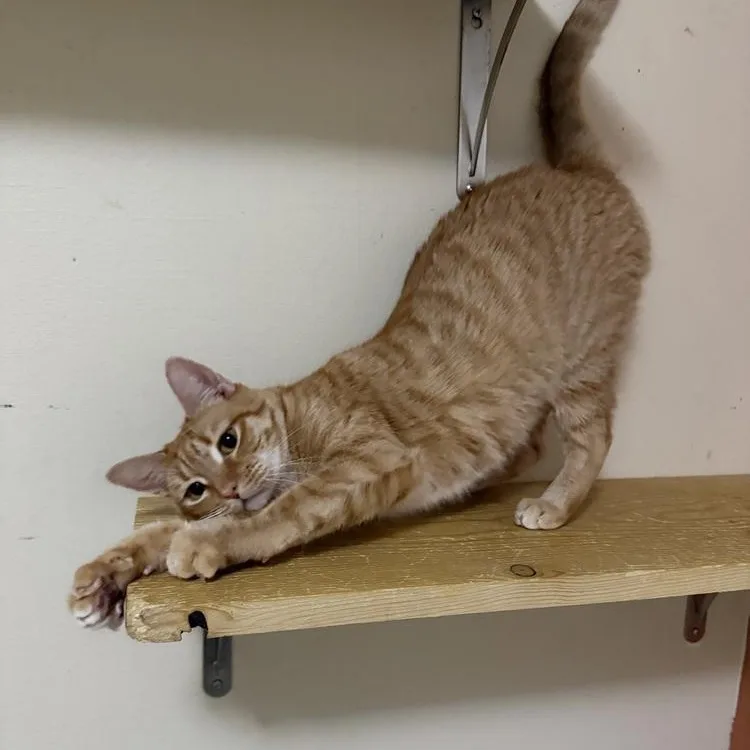 An adult medium-sized female Tabby (Orange / Red) Domestic Short Hair cat named Ginny Weasley for adoption in Long Beach, MS
