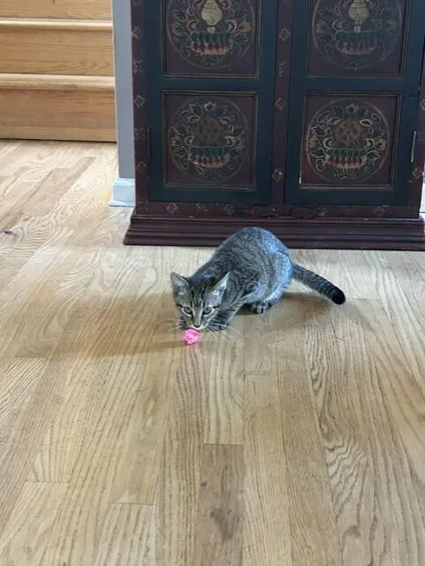A baby small-sized male Domestic Short Hair cat named Nick for adoption in Thornton, CO