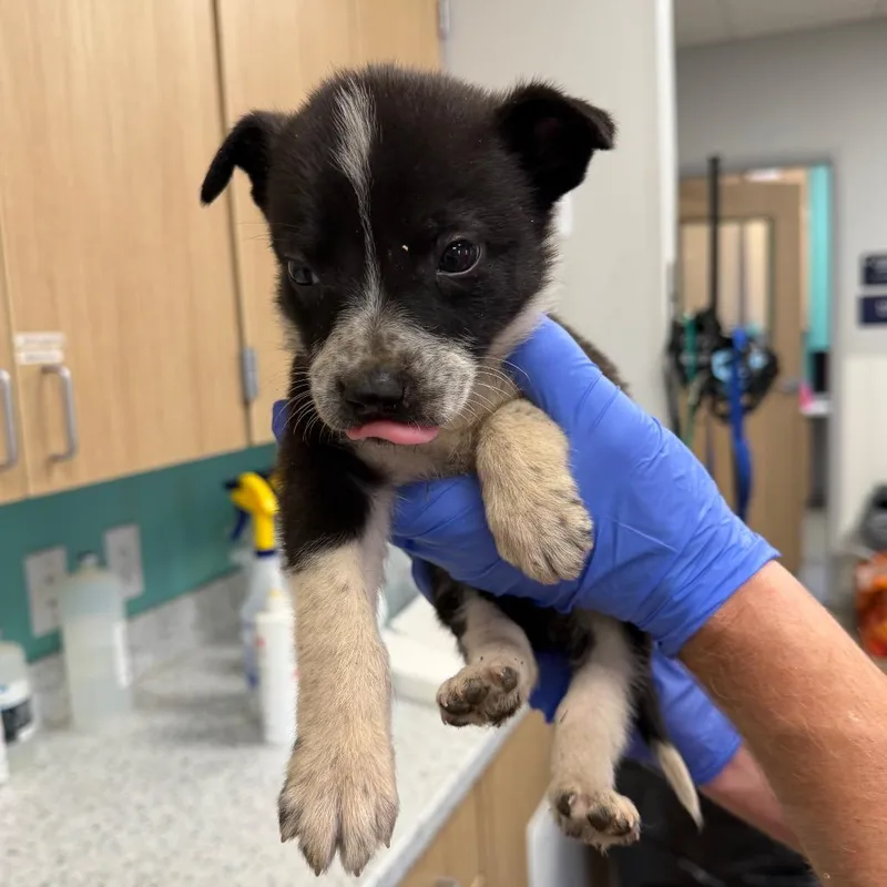 A baby small-sized female Black Terrier dog named Paisley for adoption in Marshall, TX
