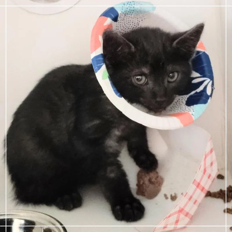 A baby small-sized female Black Domestic Short Hair cat named Onyx for adoption in Dearborn, MI