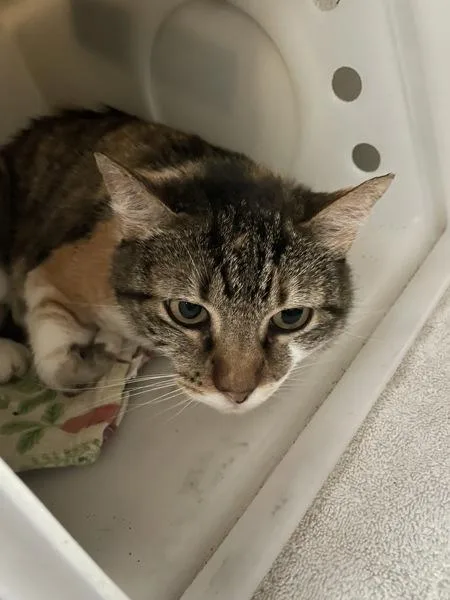 An adult small-sized female Domestic Short Hair cat named Dolores Ruth for adoption in Escondido, CA
