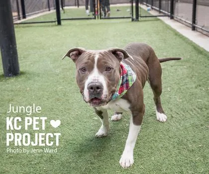 An adult large-sized male Gray / Blue / Silver Pit Bull Terrier dog named Jungle for adoption in Kansas City, MO
