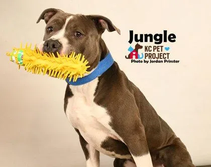 Jungle thumbnail 2