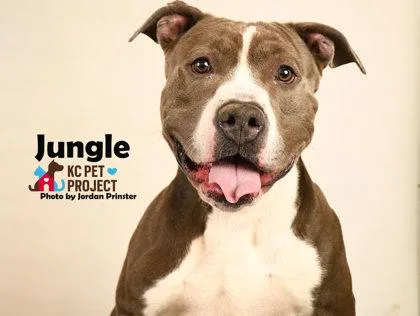 Jungle thumbnail 3