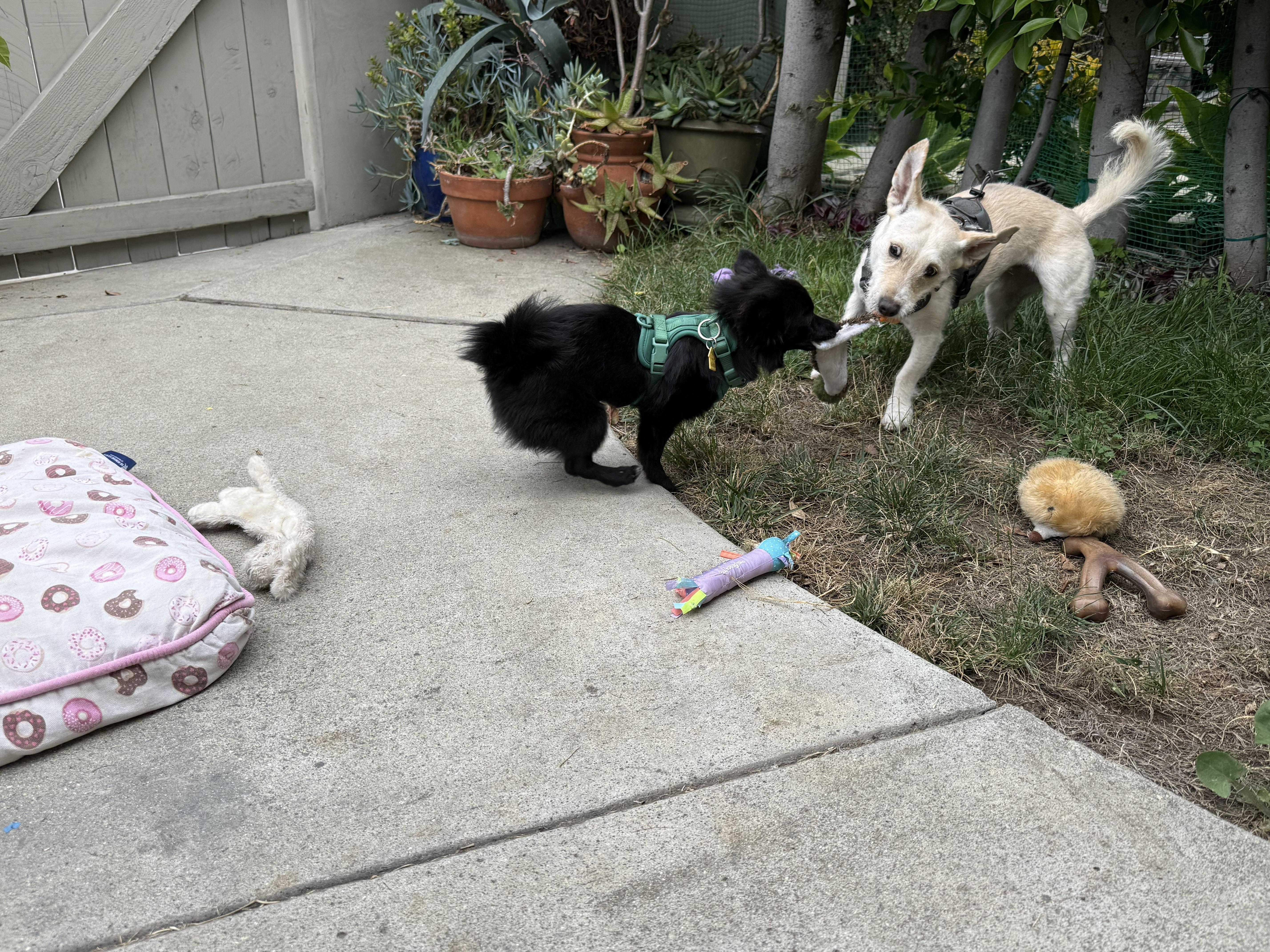 A baby small-sized female Black Schipperke dog named Nixie for adoption in las vegas, NV