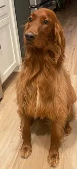 An adult large-sized female Irish Setter dog named Loretta for adoption in Kansas City, MO