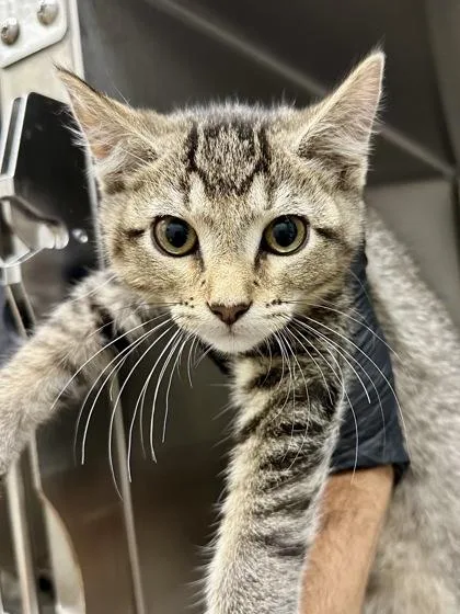 Simon