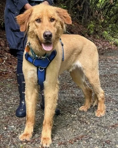 An adult large-sized male Golden Retriever dog named Theo for adoption in Malvern, PA