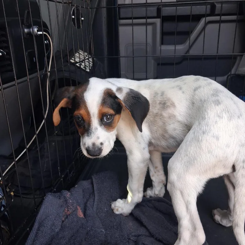 A baby small-sized male Hound dog named Onix for adoption in Gautier, MS
