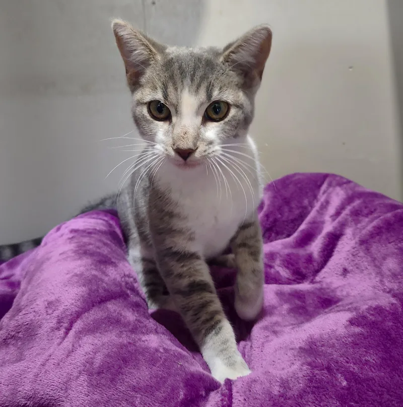 A young small-sized female Tabby (Gray / Blue / Silver) Tabby cat named Zara for adoption in Lathrop, CA