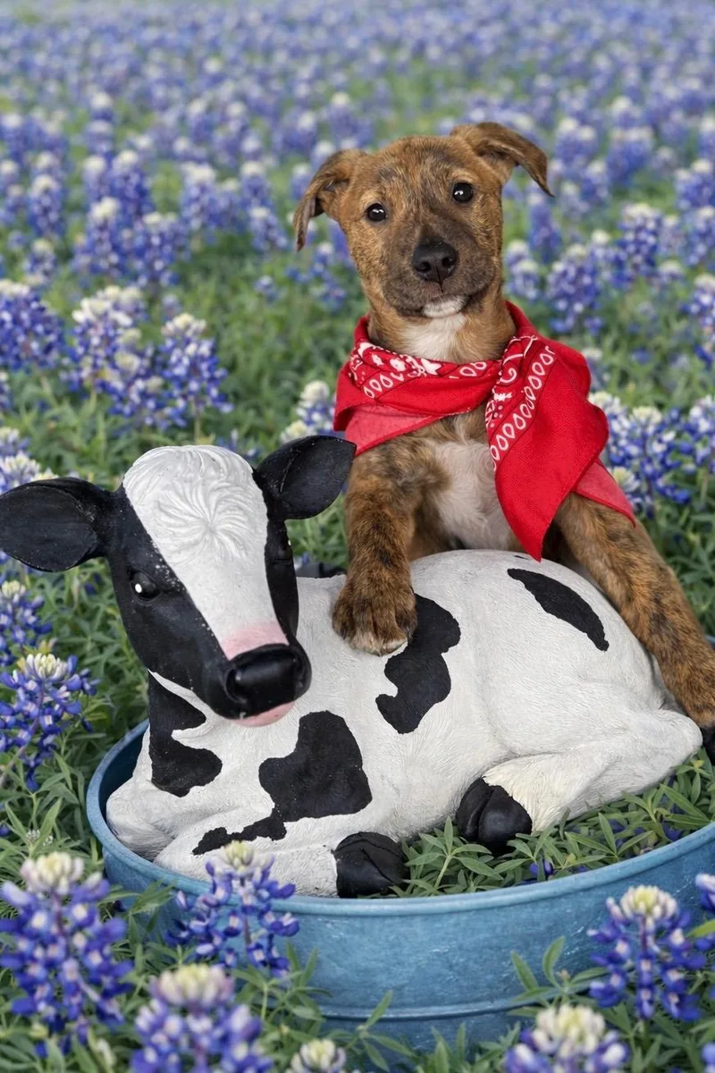 A baby medium-sized male Tricolor (Brown, Black, & White) Cattle Dog dog named Little Rusty for adoption in Houston, TX