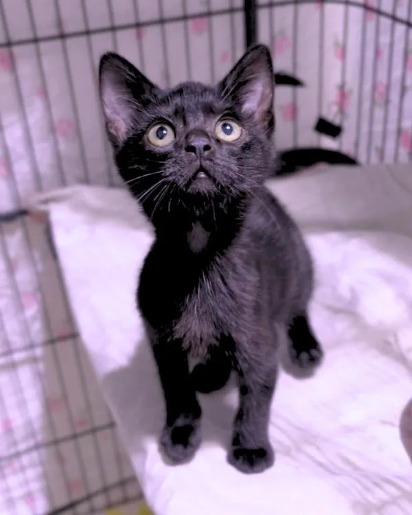 A baby small-sized male Domestic Short Hair cat named Wolverine for adoption in Novato, CA