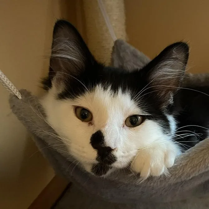 A baby medium-sized male Black Domestic Long Hair cat named Baffi for adoption in Grand Rapids, MN