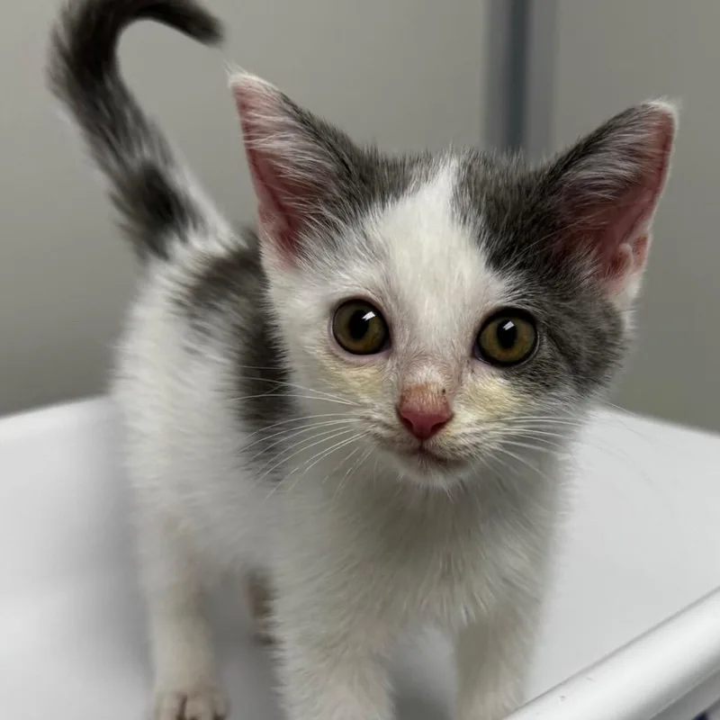 A baby small-sized male Black Domestic Short Hair cat named Haystack for adoption in Concord, NC