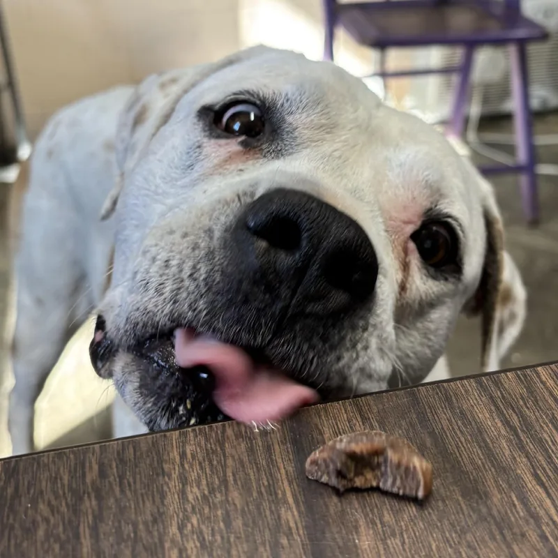 A senior large-sized male Bulldog dog named Flash for adoption in Saint Marys, WV