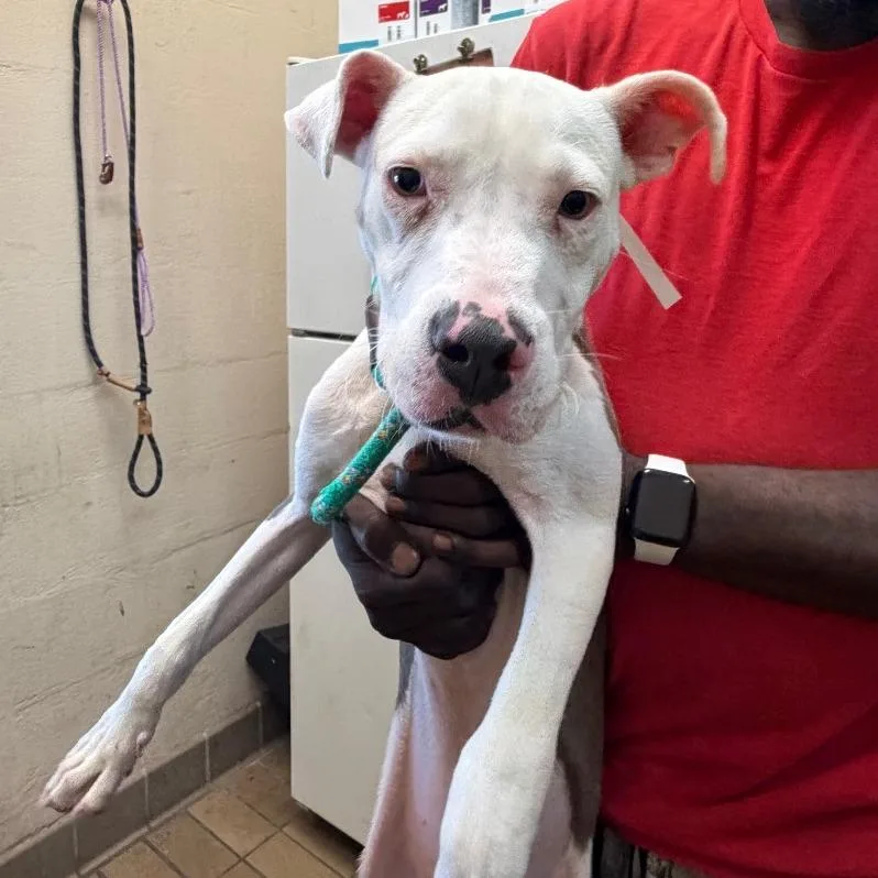 A young medium-sized male White / Cream Pit Bull Terrier dog named Stanley for adoption in Birmingham, AL