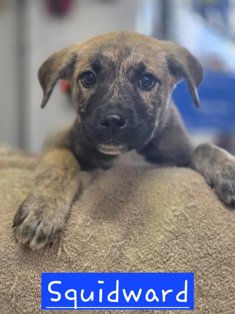 A baby medium-sized male Brindle Dutch Shepherd dog named Squidward for adoption in Walthill, NE