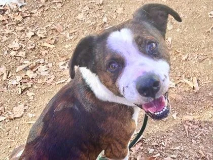 A senior medium-sized male Brindle Mixed Breed dog named Sarge for adoption in Georgetown, TX