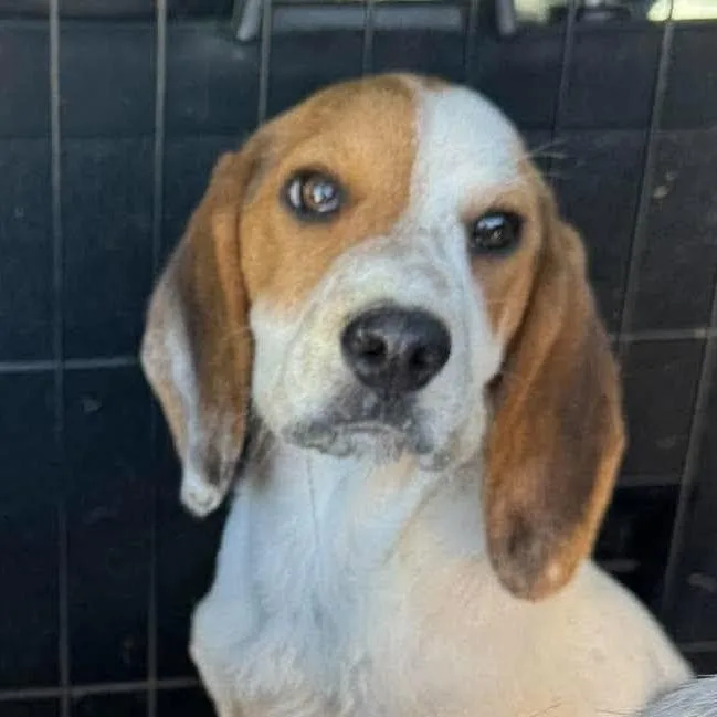 A baby medium-sized female Beagle dog named Fig for adoption in Washington, DC